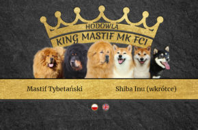 Hodowla King Mastif MK
